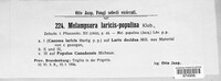 Melampsora laricis-populina image
